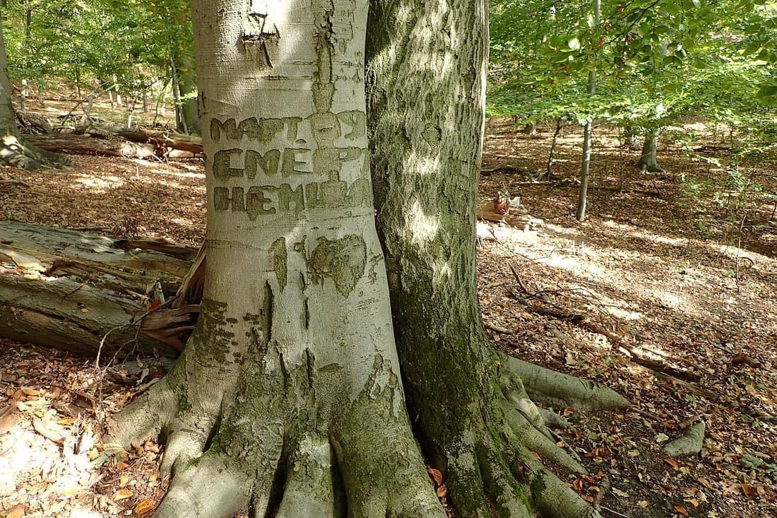 "Mart. 1945 Smert' Niemcom" ("march 1945 death to the Germans"). Arborglyph on beech Fagus sylvatica in nature reserve Bielinek on Oder river, NW Poland.